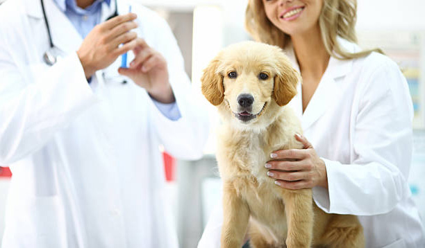 Veterinary Laser Therapy