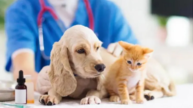 Clinical Effect of Veterinary Laser Therapy