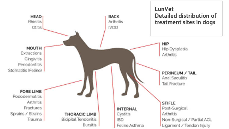 What Are the Clinical Applications of LunVet Laser in Veterinary Treatment?