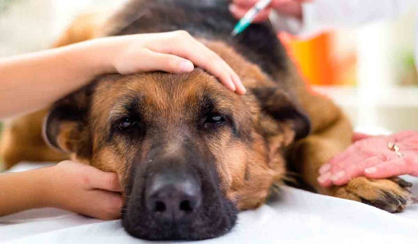 High Intensity Laser therapy for Animals---Magical Light for Treating Pain Diseases