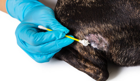 The Treatment Effect of Veterinary Laser Therapy on Pets Skin Diseases