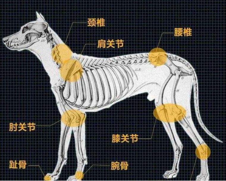 Application of Physiotherapy Laser in the Treatment of Animal Orthopedic Diseases