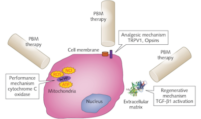 Photobiomodulation Therapy (PBMt)—Clinical Application of Pain Management for Animals