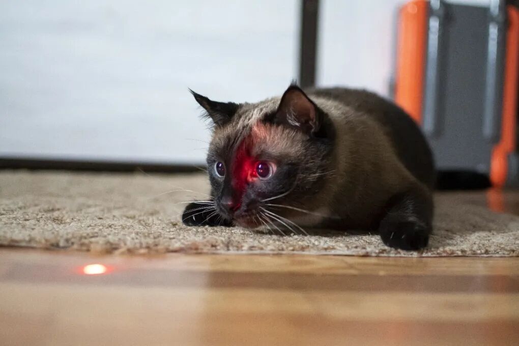 What Is Laser Therapy For Cats And How Does It Work?