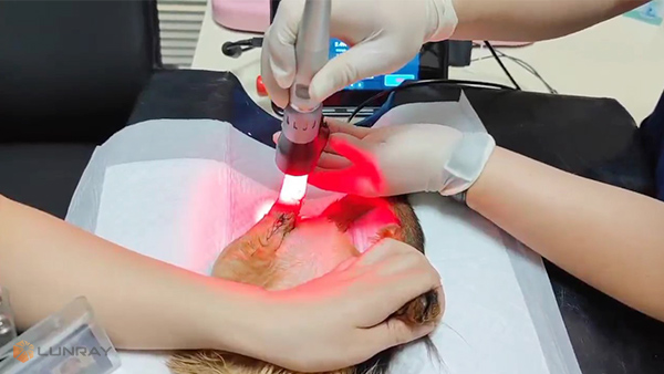 Veterinary Laser Treatment of Urethrostomy