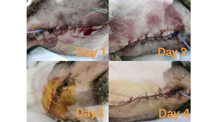 Veterinary Laser Treatment of Urethrostomy