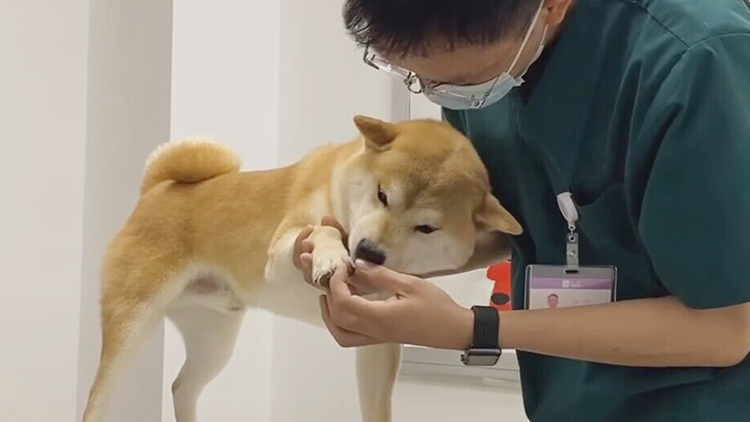 A Case of Laser Treatment for Canine Femoral Pain