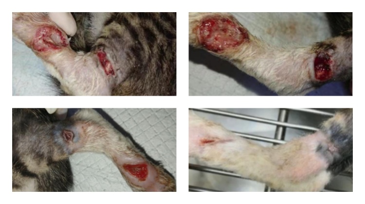 A Case of Laser Treatment of Right Hind Limb Trauma in A Stray Cat