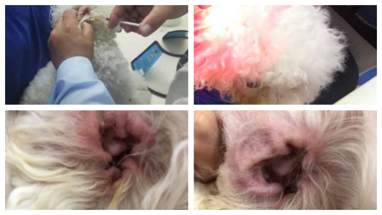 Veterinary Laser Treatment in Chronic External Otitis Media in Canine