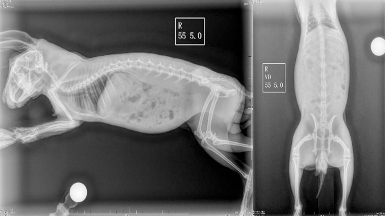 The Laser Treatment of Hind Limb Paralysis in A Lop