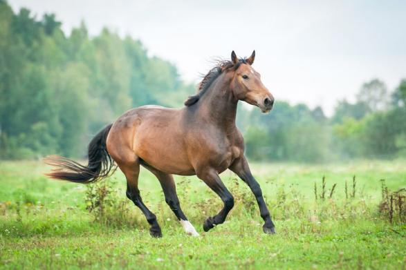 What is laminitis?